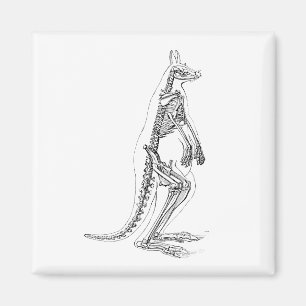 Skelett- illustration för vintagekänguru - 1800' magnet