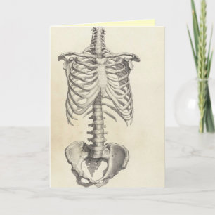 Skelett- Torso Kort