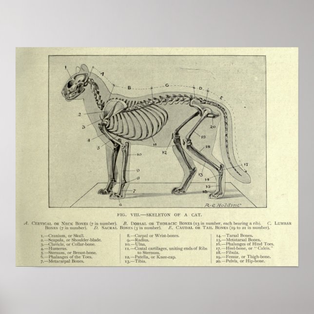 Skeletteatomisk utskrift poster (Framsidan)