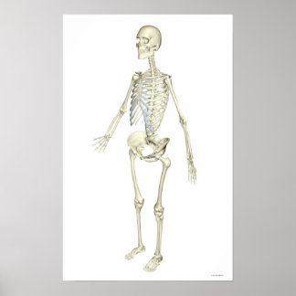 Skelettsystemet Poster
