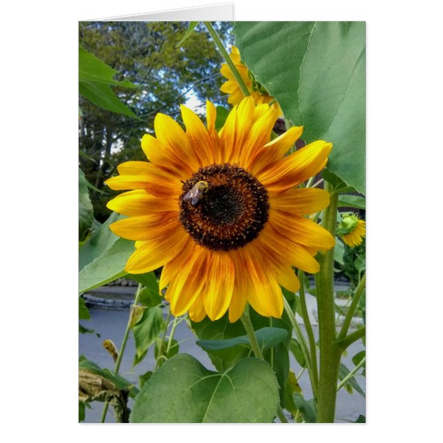 Skenbar Gult Solros med Be Blank Card Hälsningskort (Framsidan)