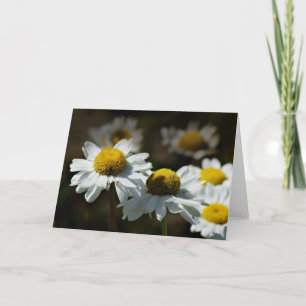 Skenbara daisy kort
