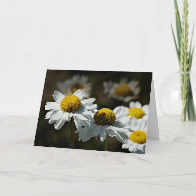 Skenbara daisy kort (Framsida)