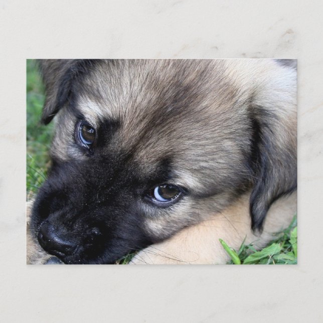 Skepherd Puppy Photo Postcard Vykort (Framsida)