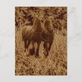 Skeppshästar, redo för plöjning vykort