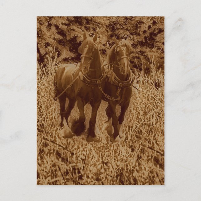 Skeppshästar, redo för plöjning vykort (Framsida)