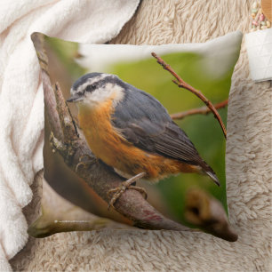 Skeptisk röd-sönderfallande nuthatch kudde