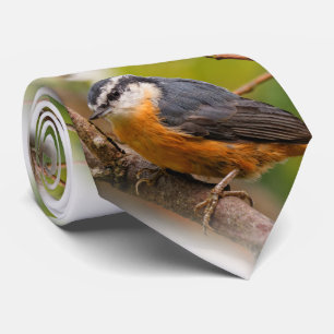 Skeptisk röd-sönderfallande nuthatch slips