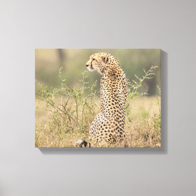 Sketah i naturlig miljö, förstörd canvastryck (Framsida)