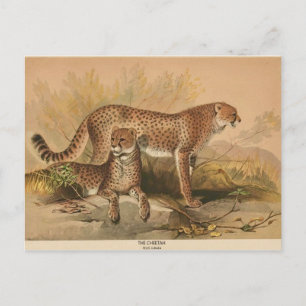 Sketah-Vintagens zoological Sketch-vykort Vykort