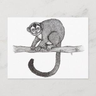 Sketch av Nicole Janes (Aotus spec.) Vykort