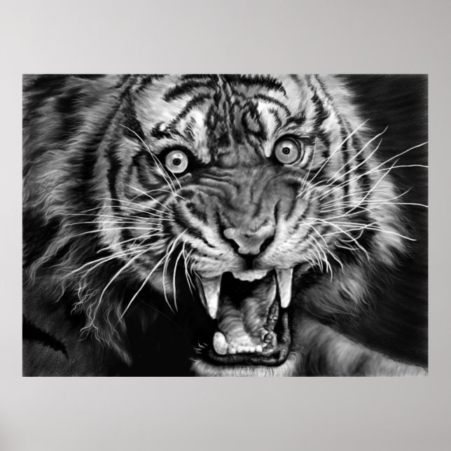 Sketch of a wild tiger in black and whiteblack,whi poster (Framsidan)
