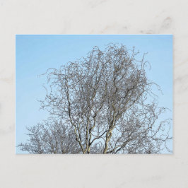 Sketch träd Grenar Bläck Vykort