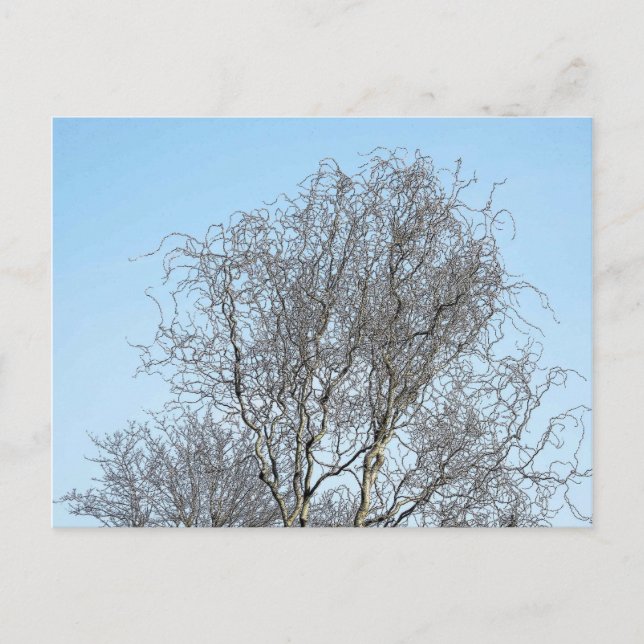 Sketch träd Grenar Bläck Vykort (Framsida)