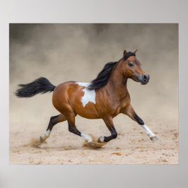 Skewbald American Miniature Horse som springer i d Poster