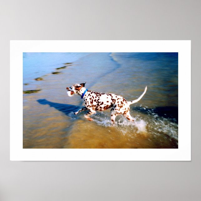 SKICKA DEN DALMATISKA HUND POSTER (Framsidan)