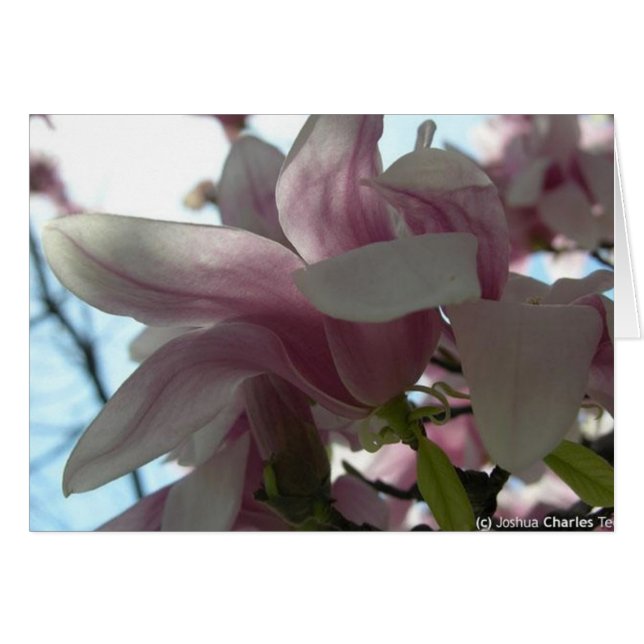 Skicka kärlek med blommar hälsningskort (Framsidan Horizontal)