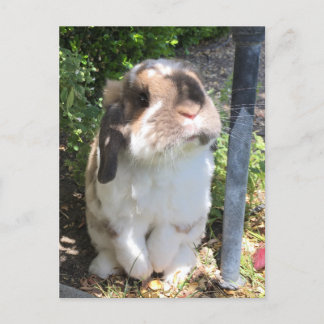 Skicka nån lite lugn med den här lilla killen! meddelande vykort