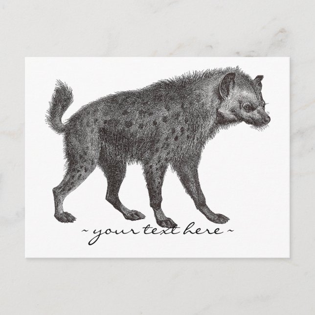Skickat Hyena-vykort Vykort (Framsida)