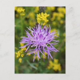 Skickat Knapweed Lila Wildblomvykort Vykort