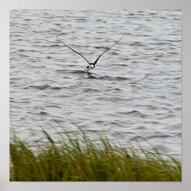 Skimmer Bird Photo Poster (Framsidan)