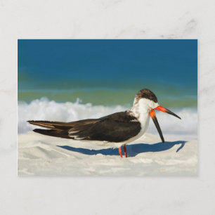 Skimmer Bird vid Beach Postcard Vykort
