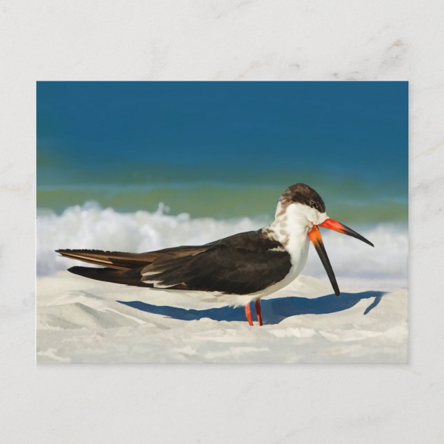 Skimmer Bird vid Beach Postcard Vykort (Framsida)