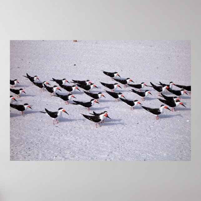 Skimmer Flock Poster (Framsidan)
