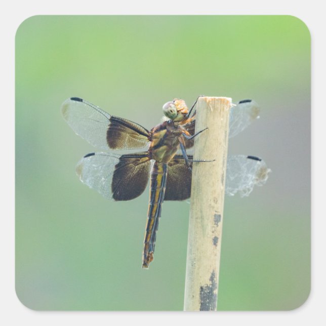 Skimmer Fyrkantigt Klistermärke (Framsida)