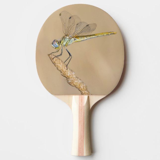 Skimmer Trollslända Insekt Hona (CC BY 4.0) Ping P Pingisracket (Framsidan)