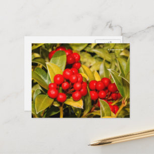 Skimmia Japonica Berries och Löv Vykort