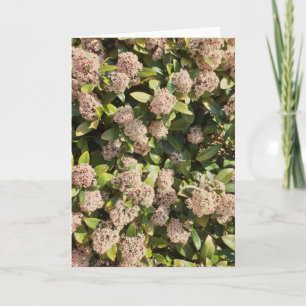 Skimmia Japonica i Park Kort