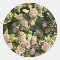 Skimmia Japonica i parken