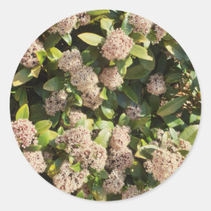 Skimmia Japonica i parken Runt Klistermärke