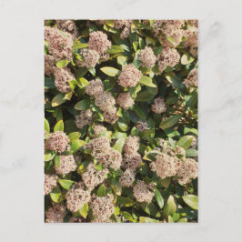 Skimmia Japonica i parken vykort