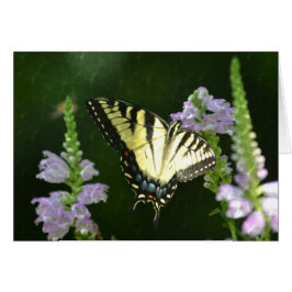 Skimrande fjäril hälsningskort