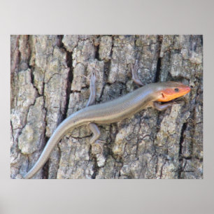 Skink med framkant poster