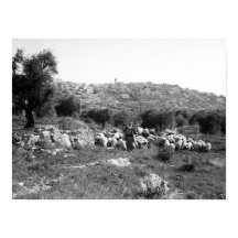 Skinka och får utanför Betlehem