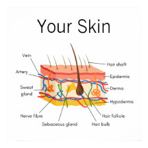 Skinn Hair Anatomy Diagram