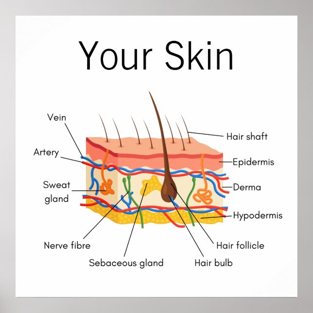 Skinn Hair Anatomy Diagram Poster (Framsidan)