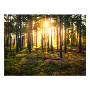 Skinor från sol i gräs fototryck