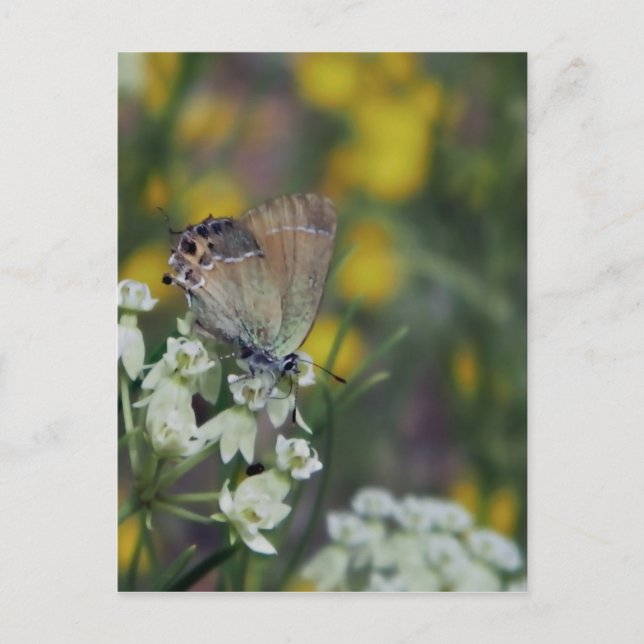 Skipper Butterfly på en blomma Vykort (Framsida)