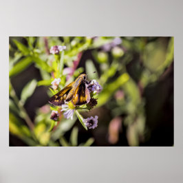 Skipper Butterfly Poster