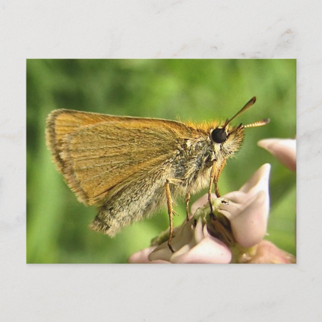Skipper på Milkweed Vykort (Framsida)