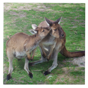 Skippy Kakelplatta