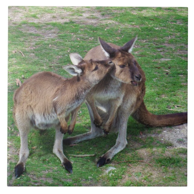 Skippy Kakelplatta (Framsidan)