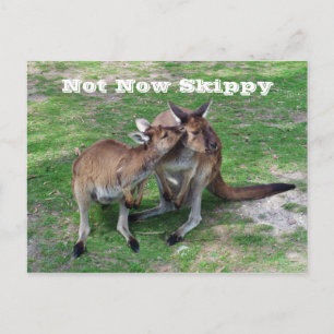 Skippy Vykort