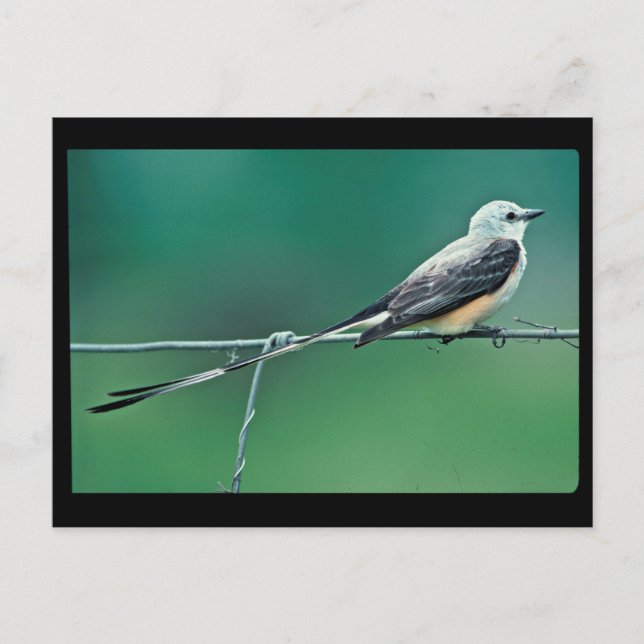 Skisfläktfångare Vykort (Framsida)