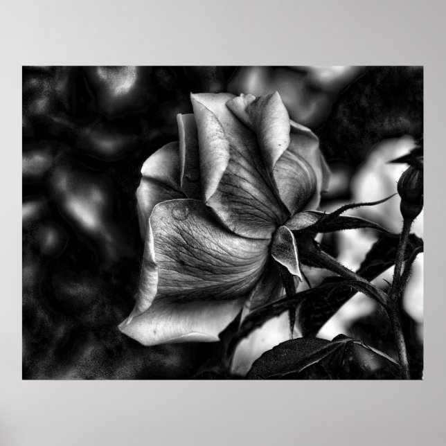 skiss av ro i svartvitt poster (Framsidan)