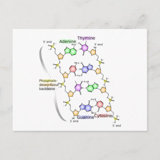 Skiss över DNA: s kemiska struktur Vykort